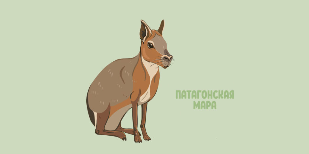 Патагонская мара (лат. Dolichotis patagonum)