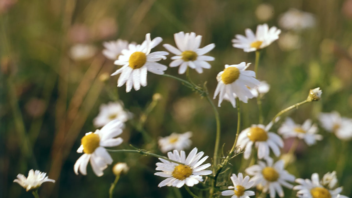 © photo: Sputnik / Lev Ustinov 