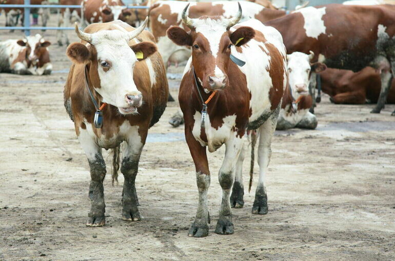   Игорь Самохвалов/ПГ