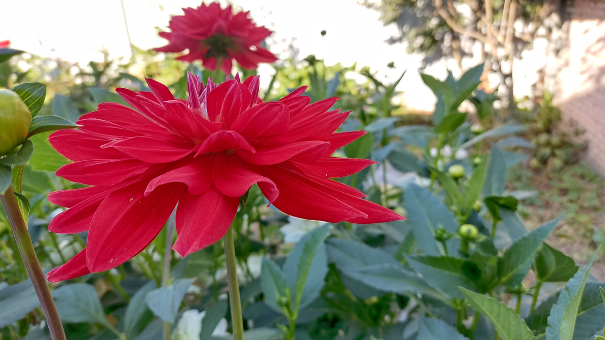 Георгины украсят любой садовый участок и создадут уголок уюта и умиротворения