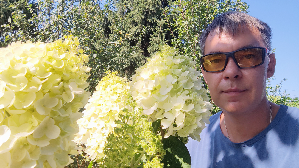 Метельчатая гортензия широко применяется в озеленении территорий, парков культуры и отдыха