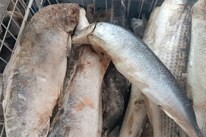 Н. Султанова: "Я нашла в магазине Тихорецка горбушу по 450 рублей кг, сельдь - 385, а кефаль - 260 рублей. Фото автора.