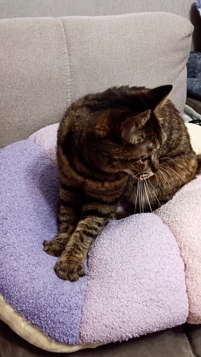 Бусинка😻 🤗 Девочка с характером☝ Это не она у нас живёт а мы у неё. Я у неё служанка, надеюсь хорошая 🤭