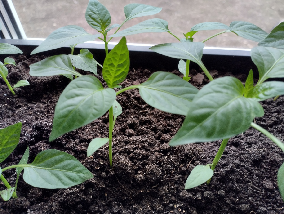 Сладкий перец 