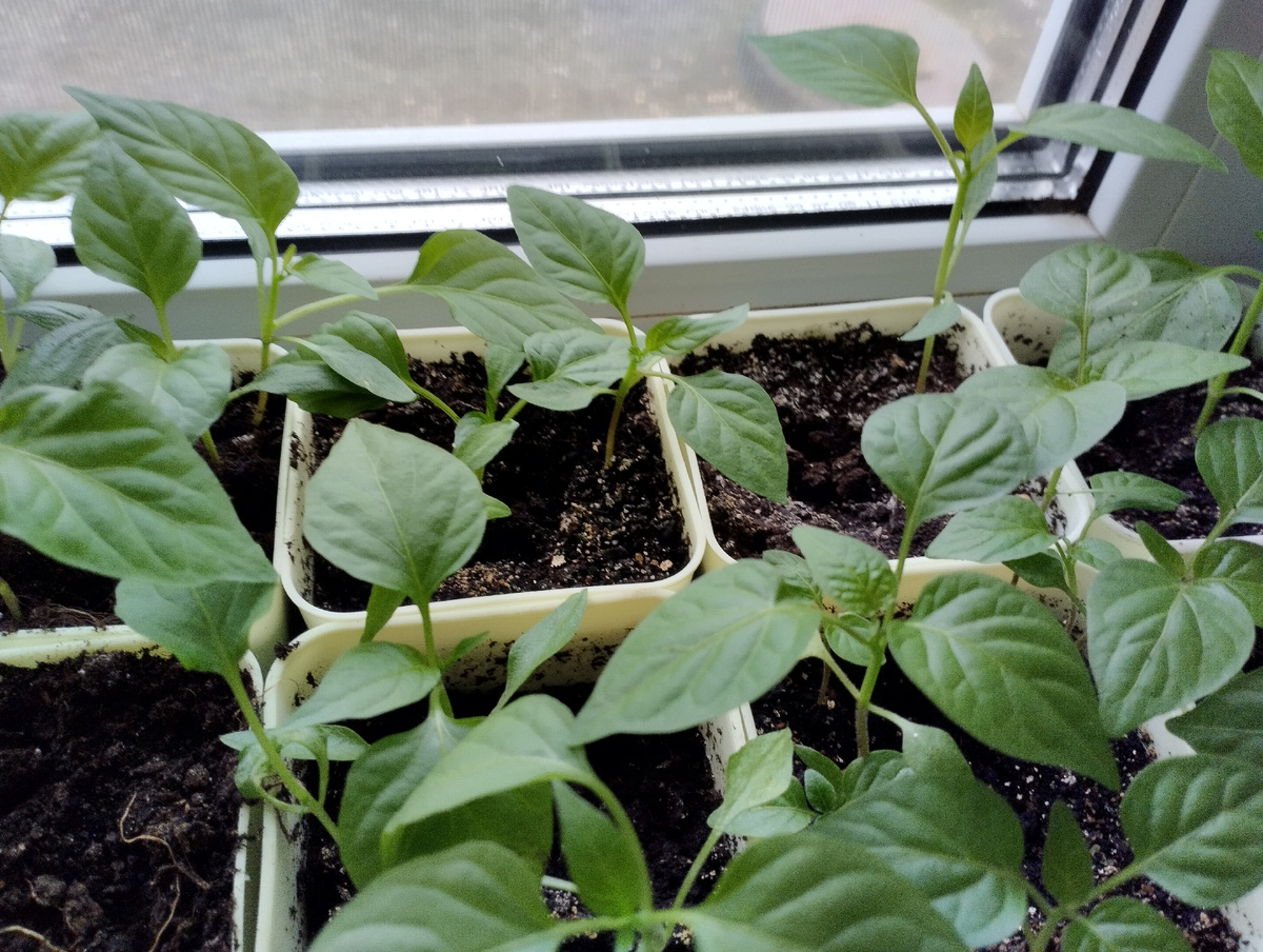 Смесь сладкого и горького перца 