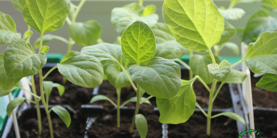 Мошки в рассаде? Как избавиться от них раз и навсегда