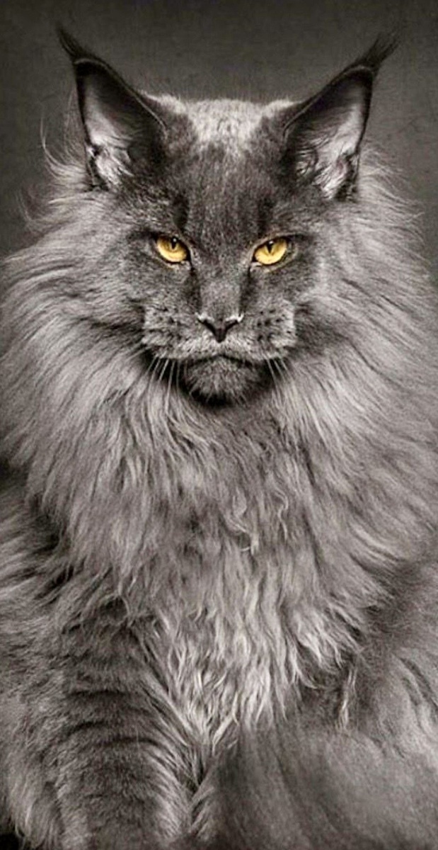 Мейн-кун — это порода кошек, которая привлекает внимание не только своим внушительным размером, но и дружелюбным характером. Эти удивительные создания стали любимцами многих людей по всему миру. В этой статье мы подробно рассмотрим все аспекты жизни мейн-кунов, их историю, характер и уход.

