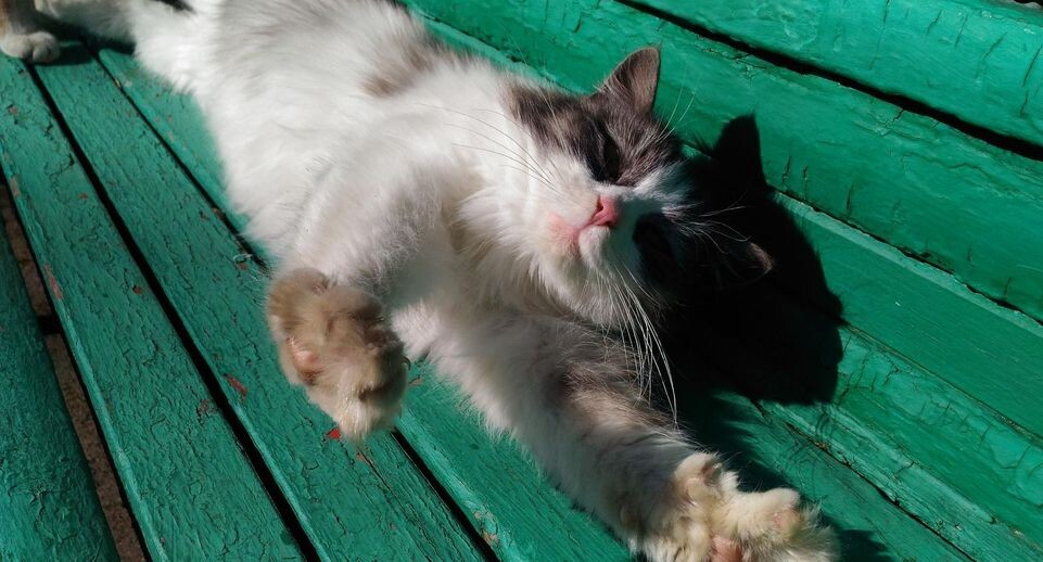    Медиасток.рф