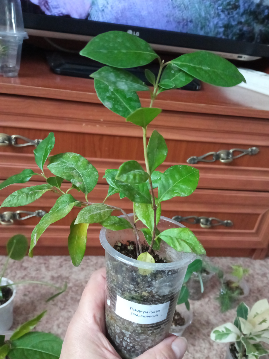 Перед отправкой, видно, обрабатывали.