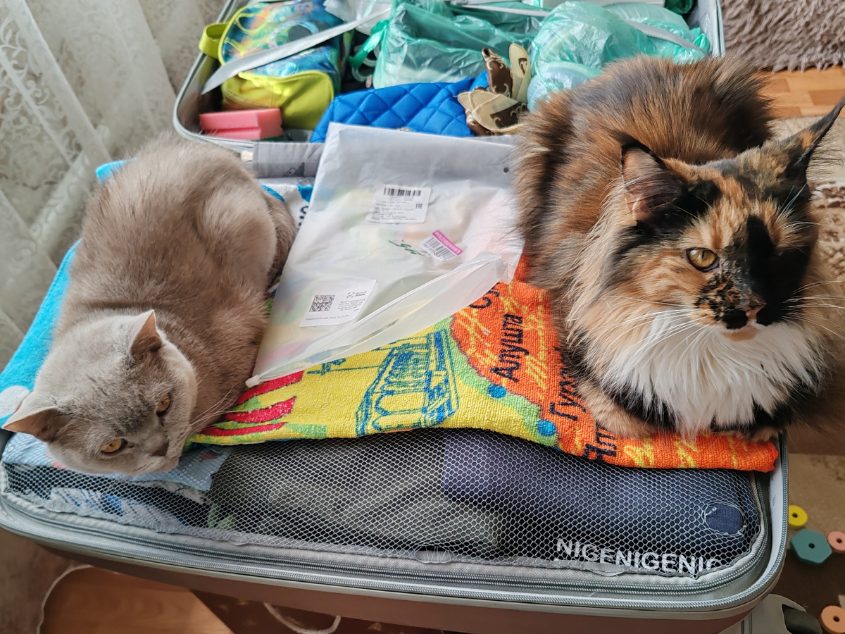 Они едут с нами