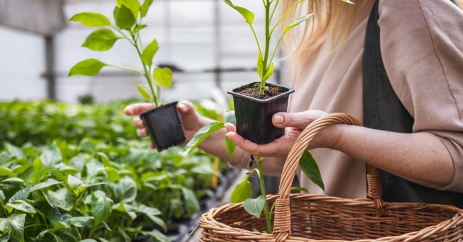     А вы правильно покупаете саженцы?