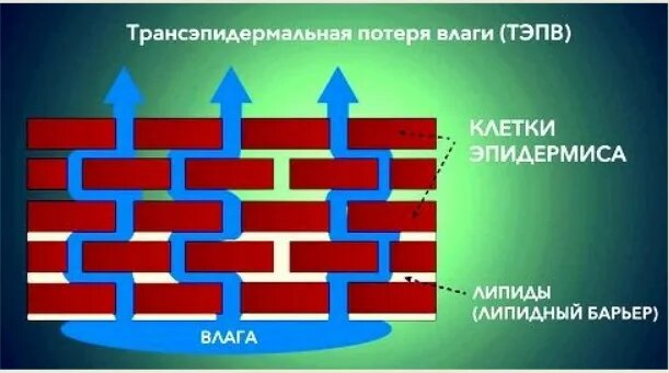 Что такое транэпидермальная потеря влаги (TEWL): как её уменьшить и улучшить здоровье кожи?