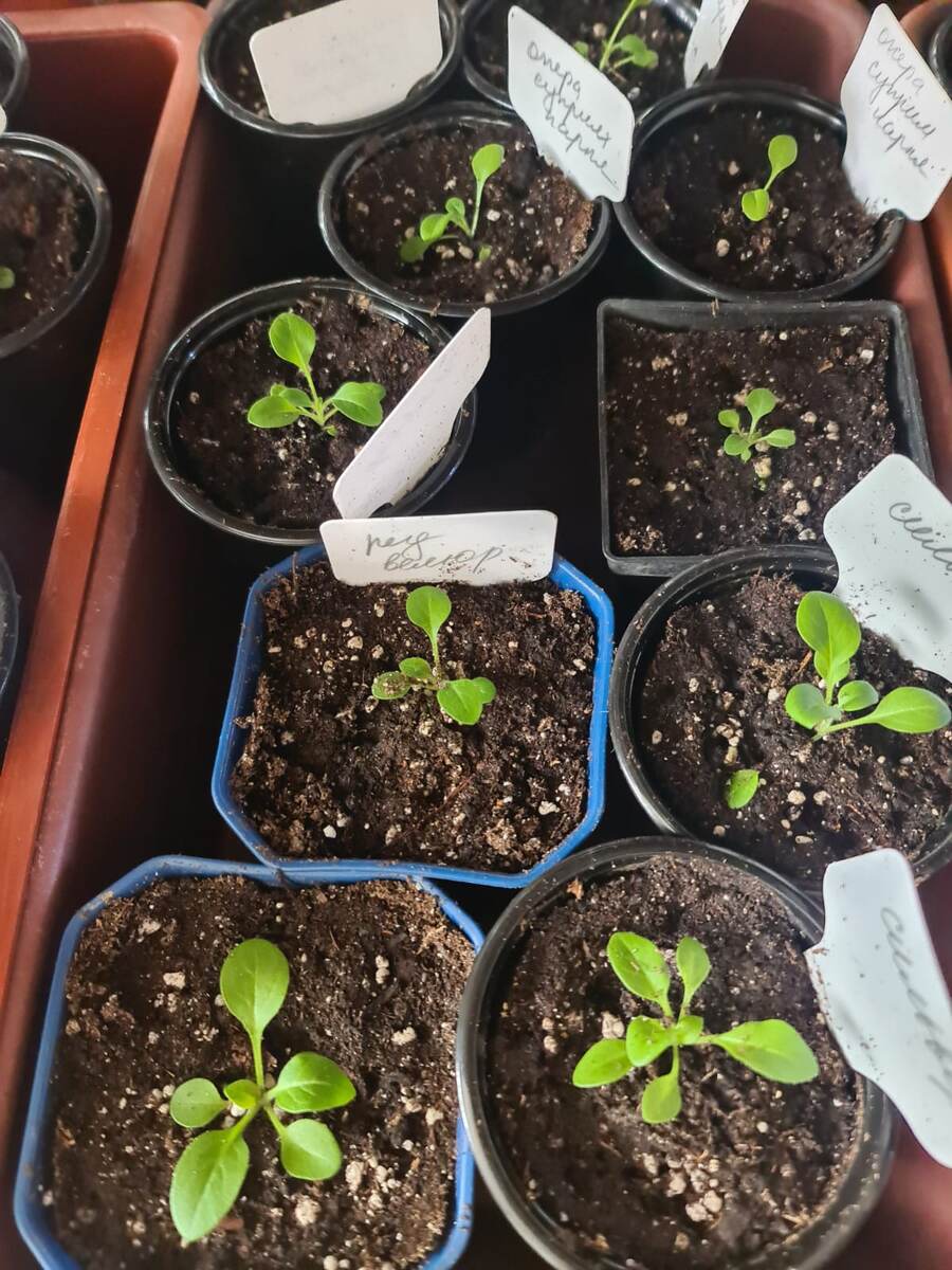 Посев 8 марта