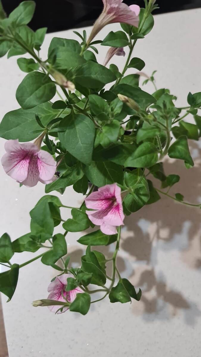 В галерее два фото