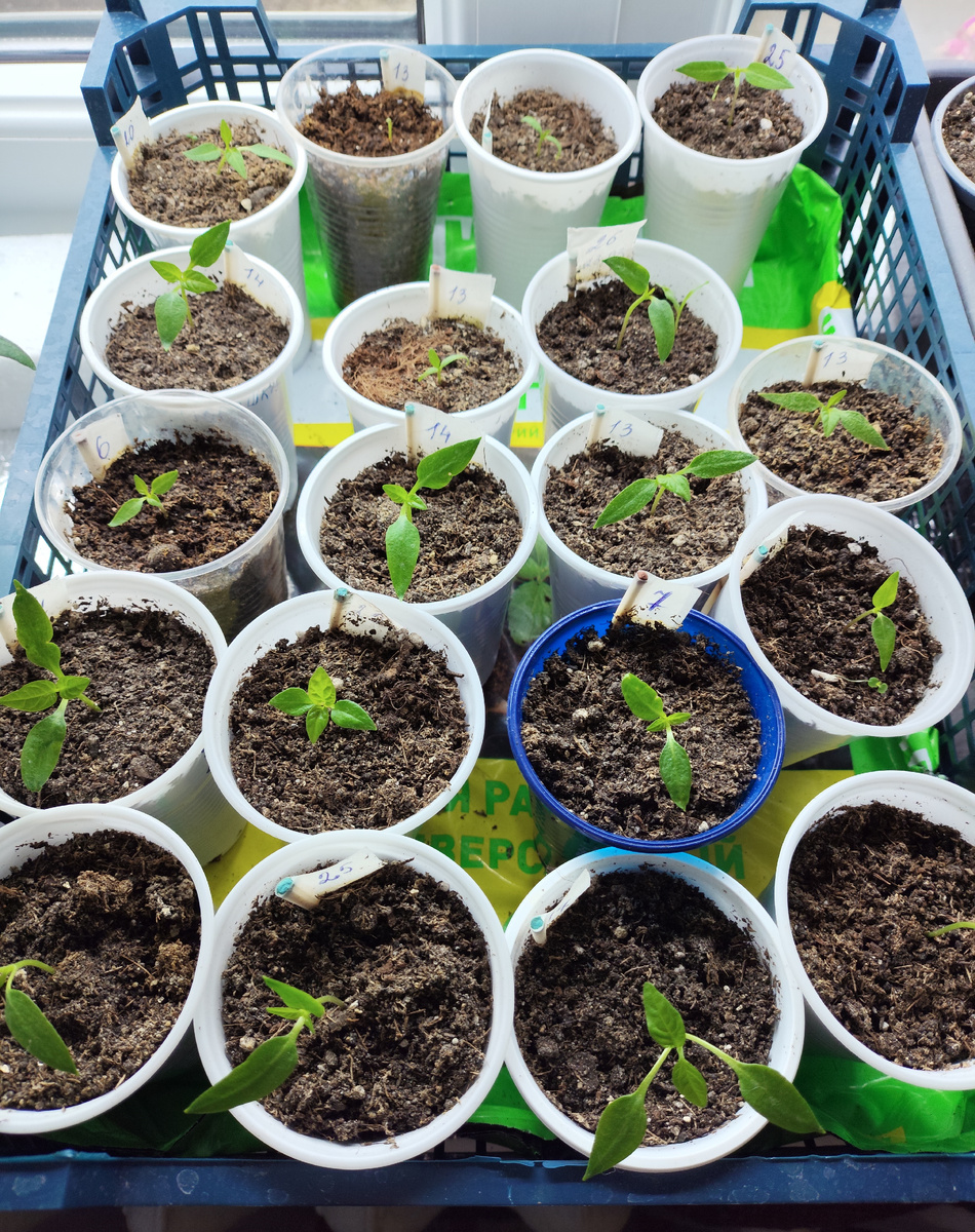 Сеянцы в  стадии семядолей  поливаю по периметру  стаканчика, а спустя  несколько часов  обязательно рыхлю поверхность грунта. Фото из личного архива.