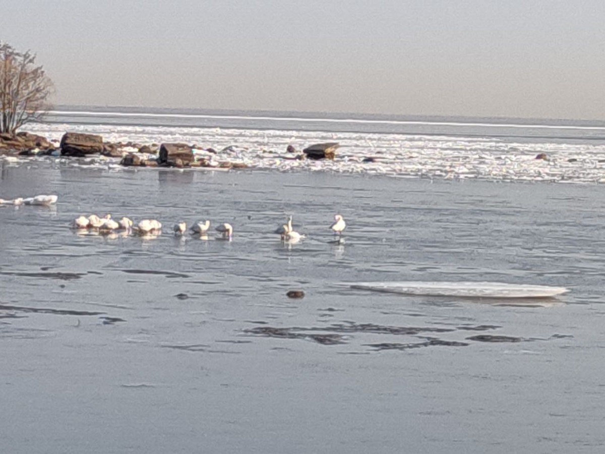 Вид на Финский залив со стороны Нижнего парка в Петергофе