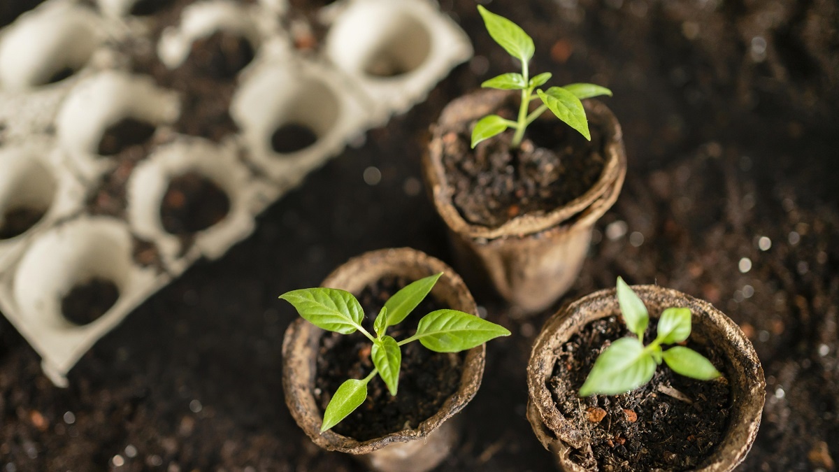    В апреле можно посадить большинство овощей, трав и цветов. Фото: Freepik