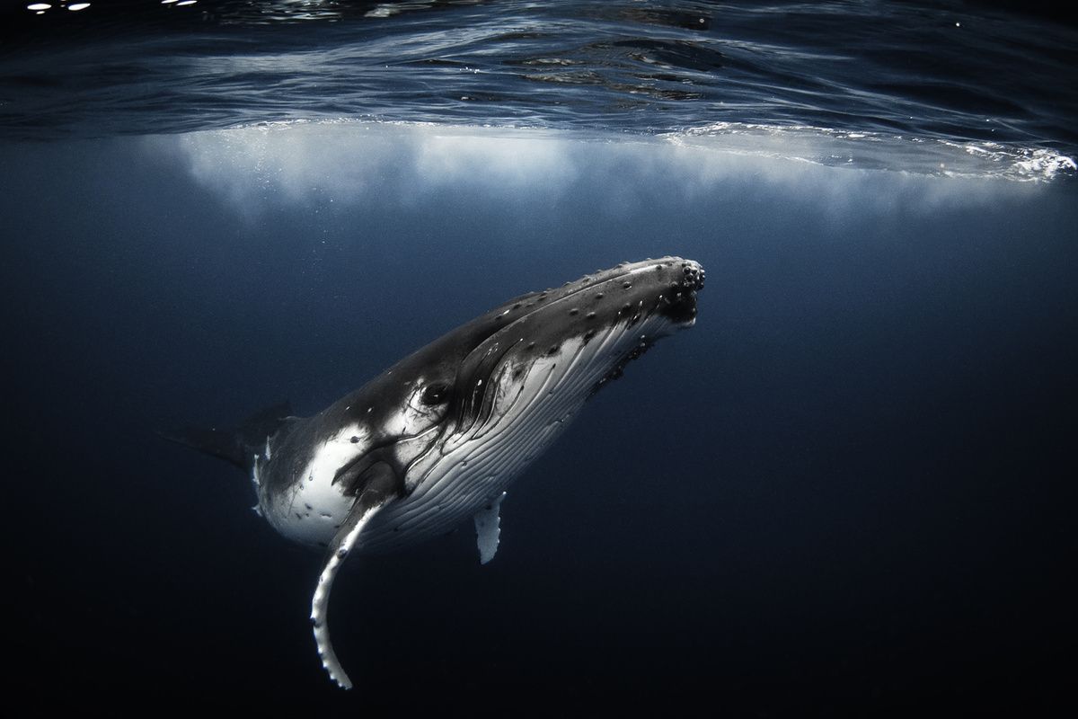 Philip Thurston/istock 