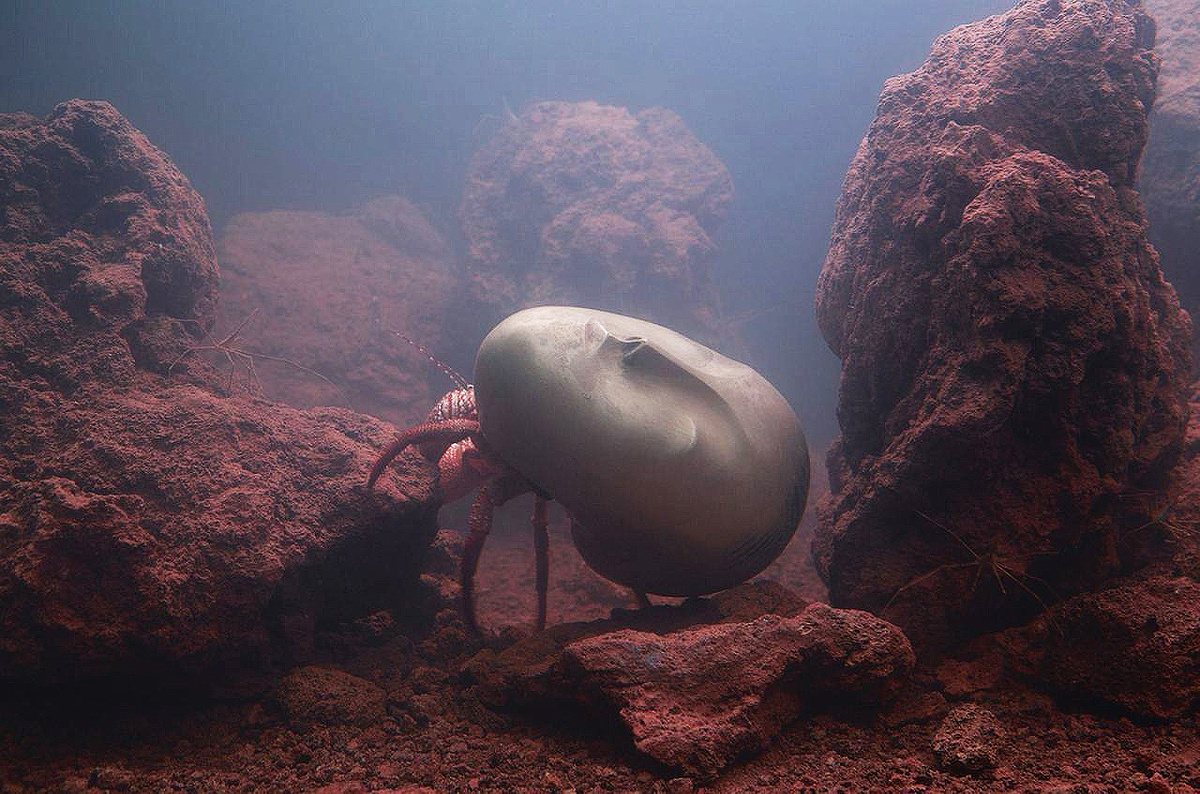 Pierre Huyghe Zoodram 4