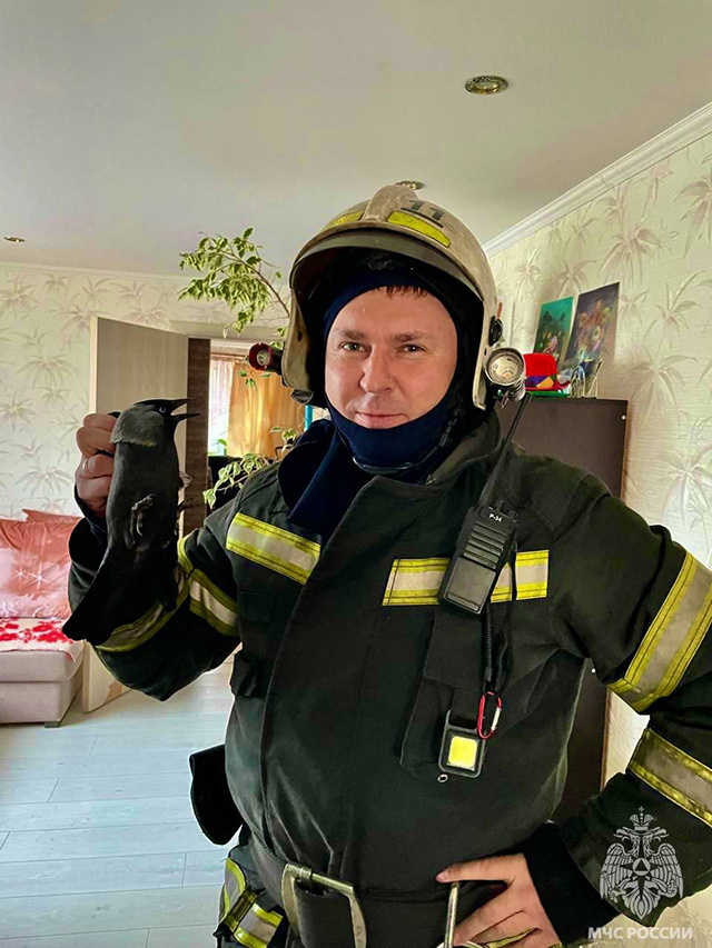 Хулиганку-ворону достали из вытяжки в Тверской области