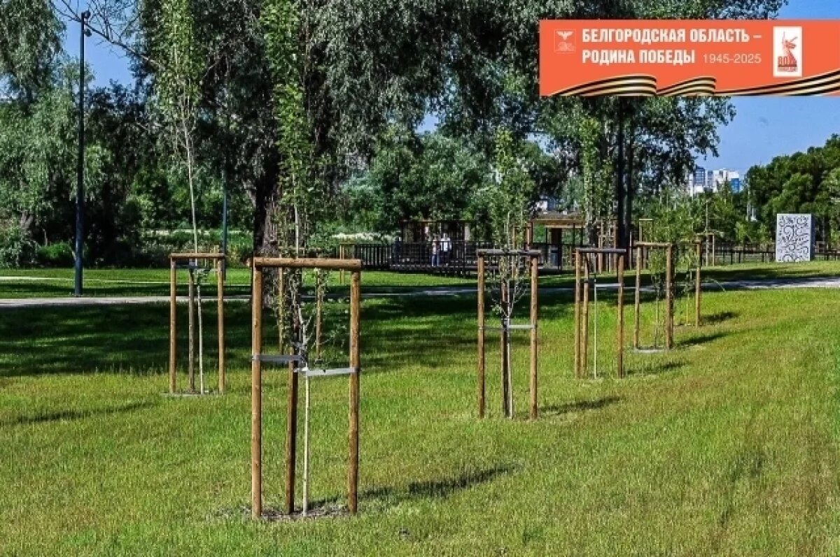    В Белгороде высадят 80 тысяч саженцев деревьев к юбилею Великой Победы