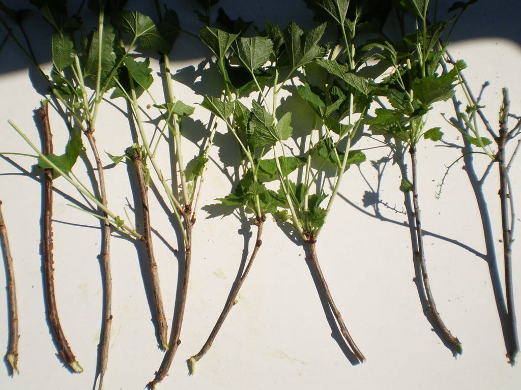 Разновидности черенков