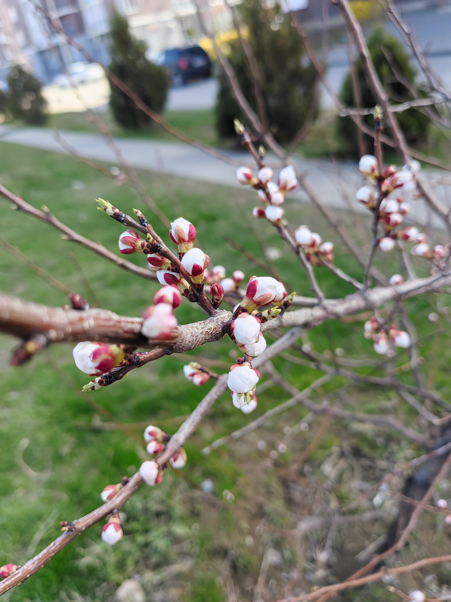 Такая красота