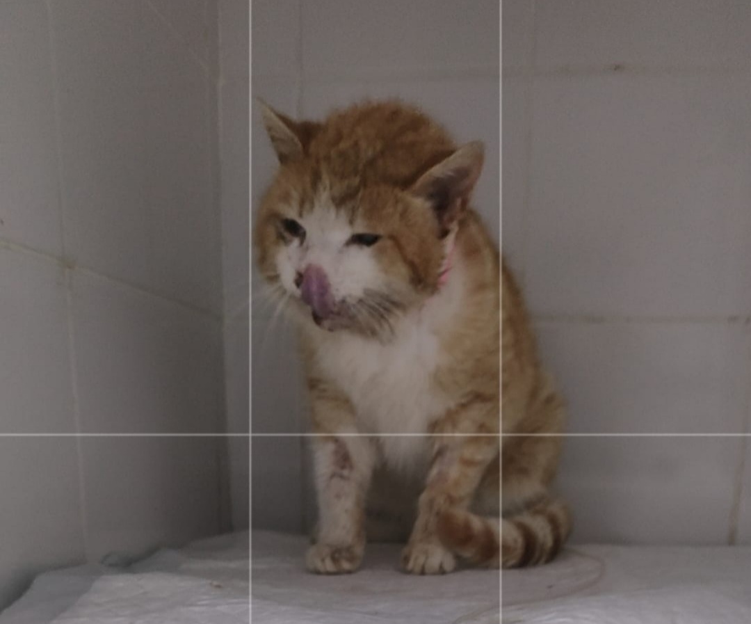 Новороссийск. Рыжик. 