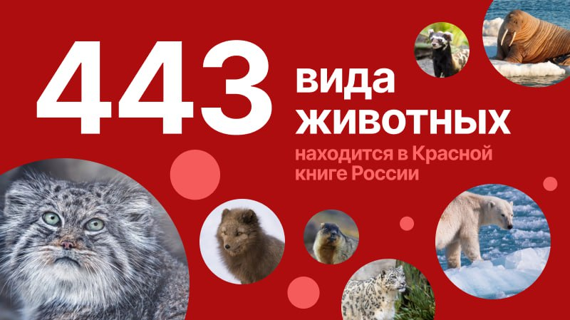 443 вида животных находится в Красной книге России