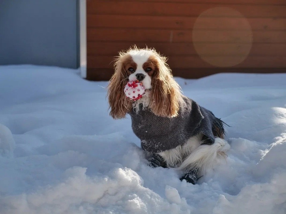    Животных можно будет найти по фотографии носа Светлана МАКОВЕЕВА