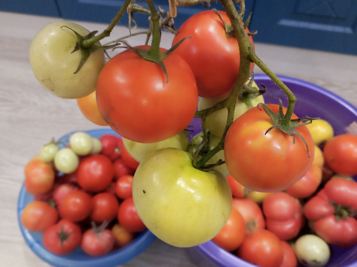 Остатки урожая томатов, собранные перед заморозками.