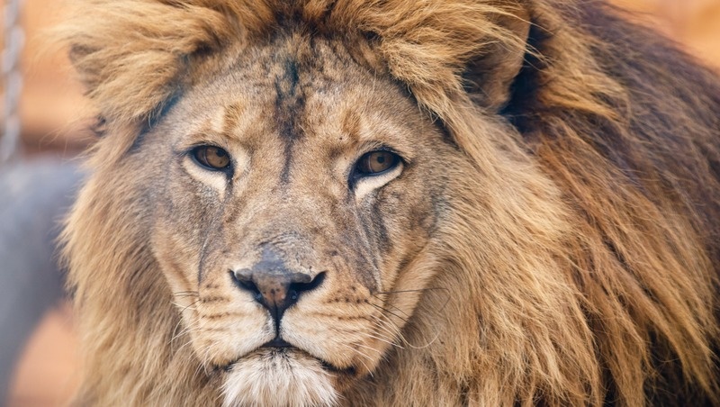      Фото: Дмитрий Ахмадуллин / / ИА «Победа26»