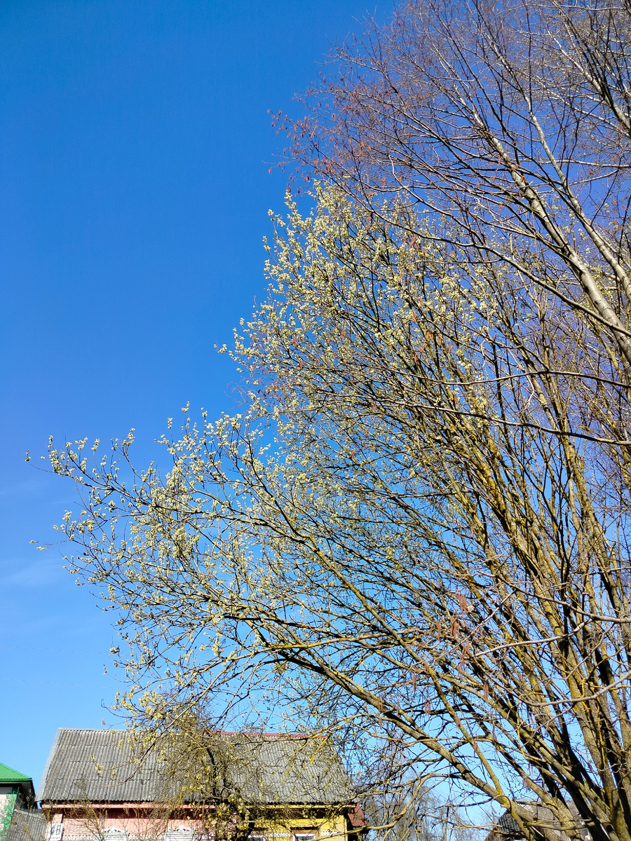 Для иллюстрации. Ива цветёт