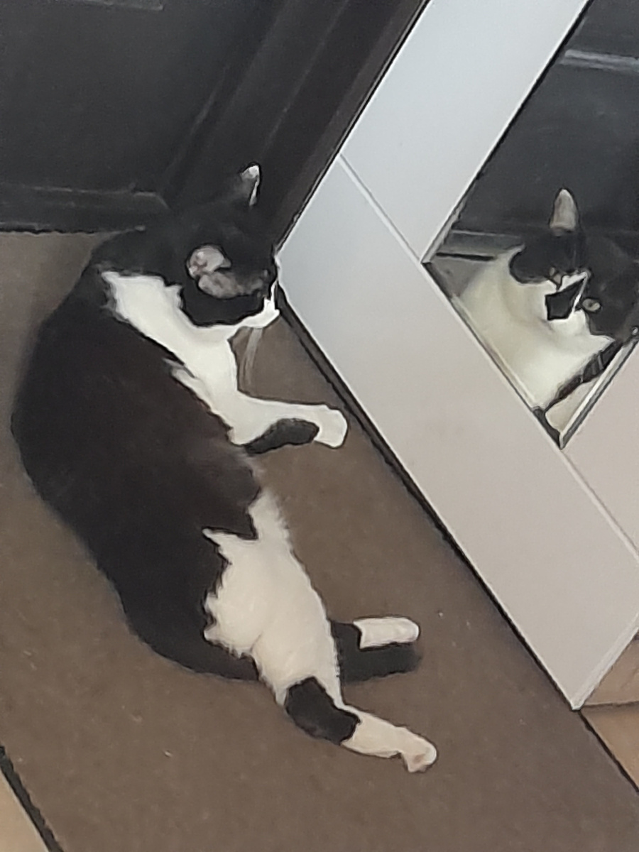 Фото автора.  Ничего так котик!