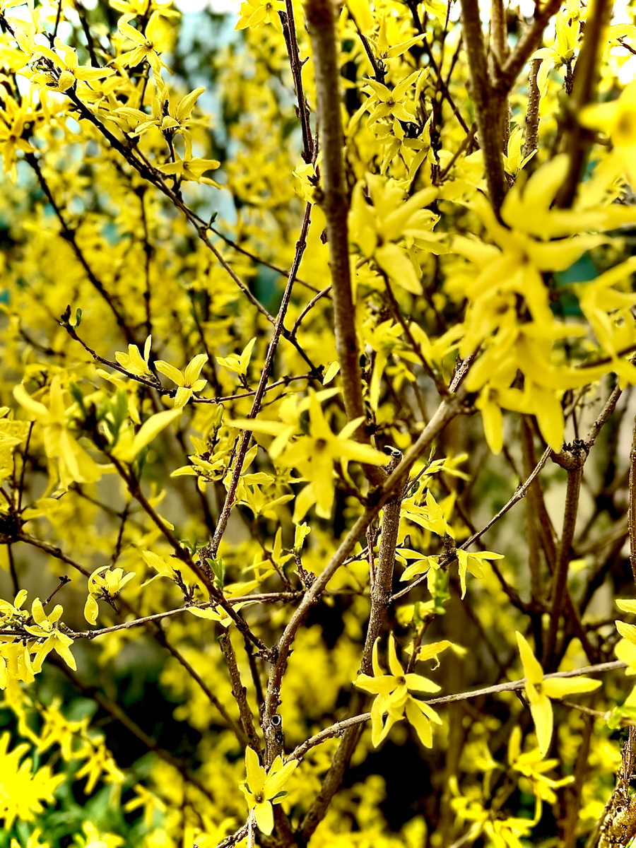 Кустарник семейства Маслиновые.
Он имеет красивую форму и крупные яркие листья овальной формы с зубчатым краем. Цветение форзиции часто совпадает с Пасхой, поэтому во многих странах её называют пасхальным деревом.