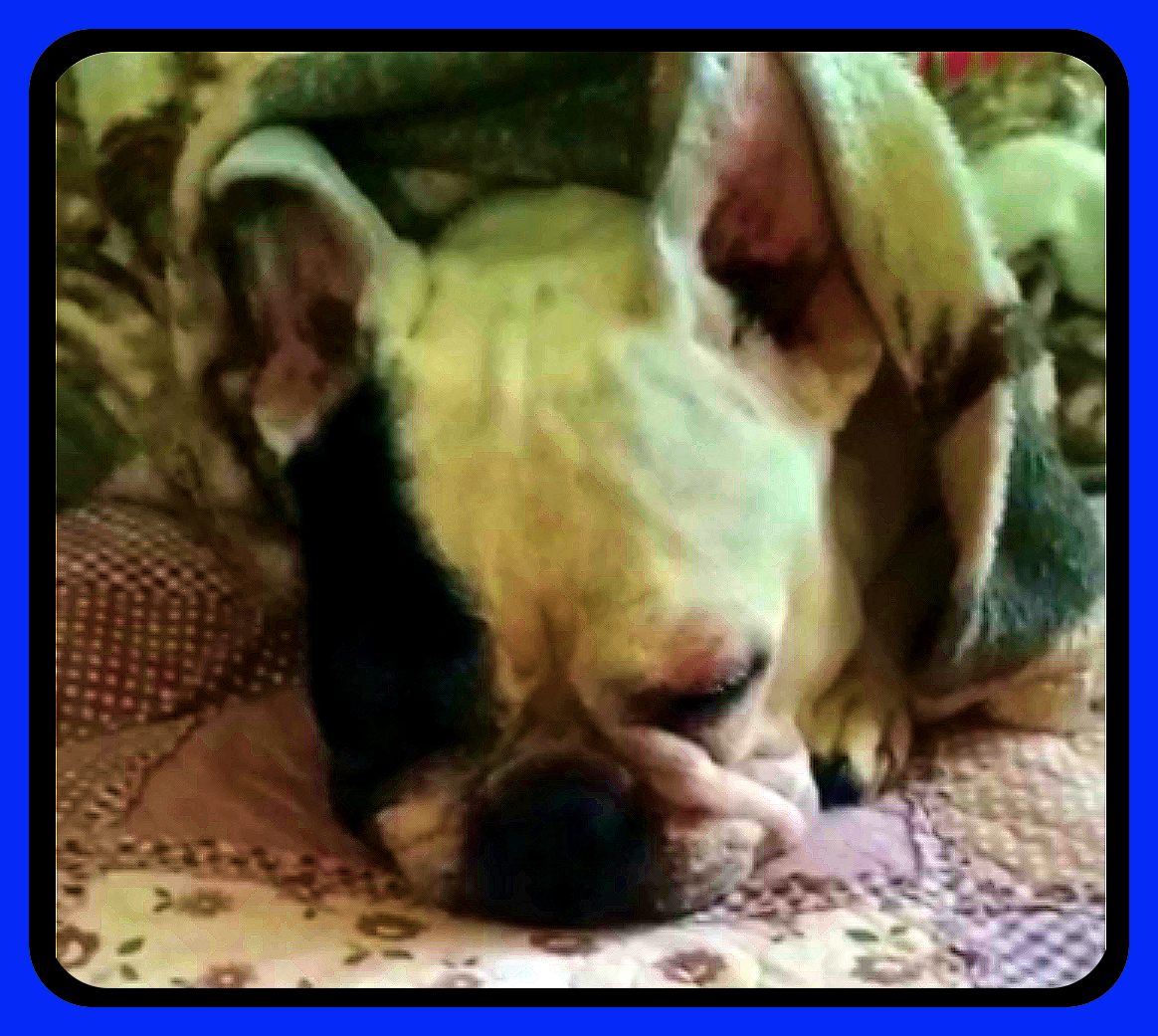 Моя Бонечка за 2 месяца до ухода на Радугу.