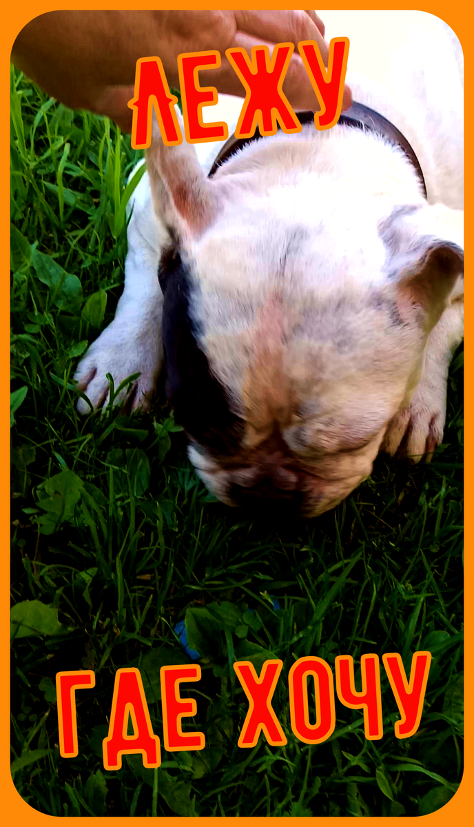 Французская булочка Бонита.