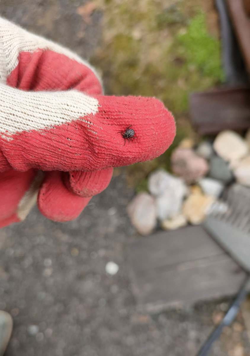 С теплым весенним приветом!