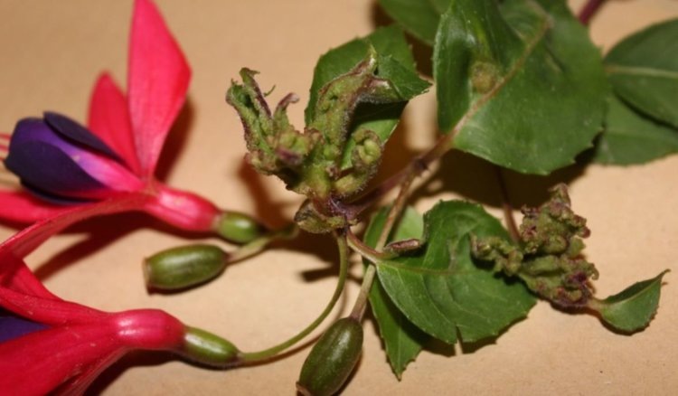    Галловый клещ фуксии и как его распознать