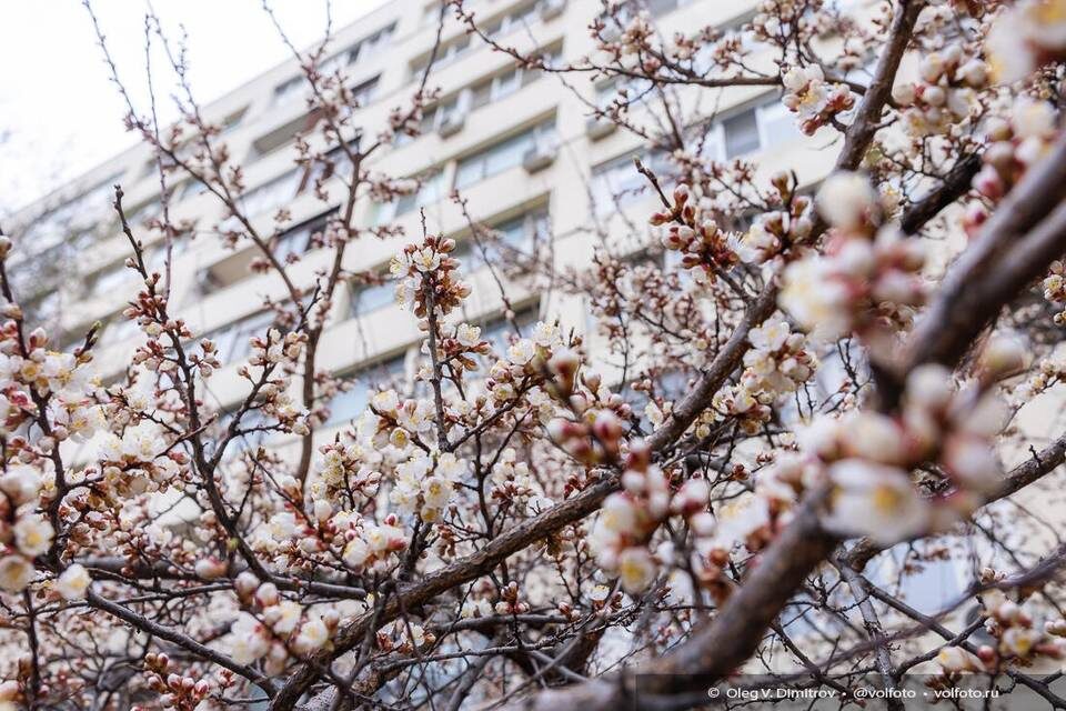    Фото: Олег Димитров / "Городские вести"