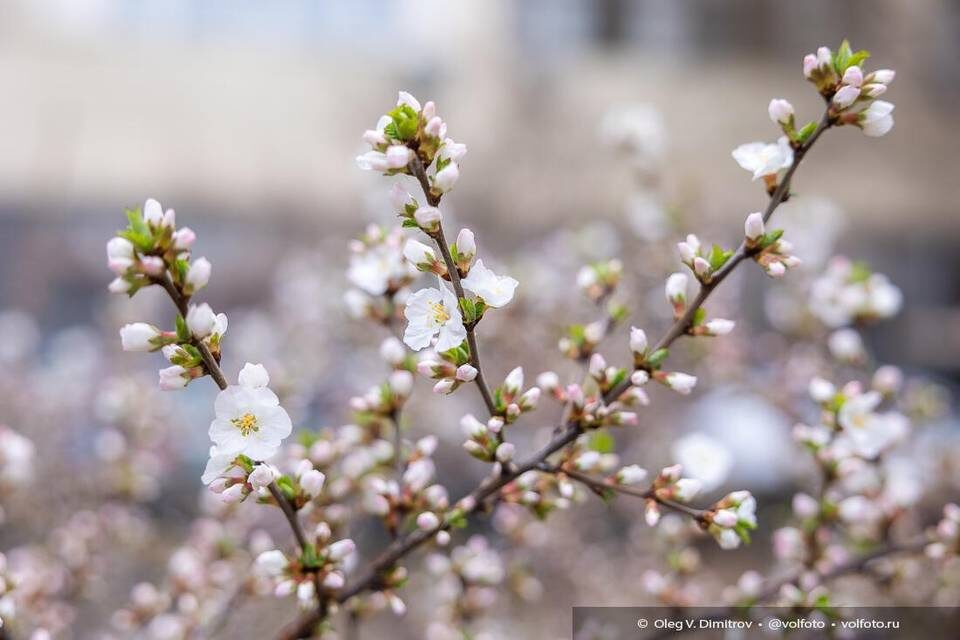    Фото: Олег Димитров / "Городские вести"