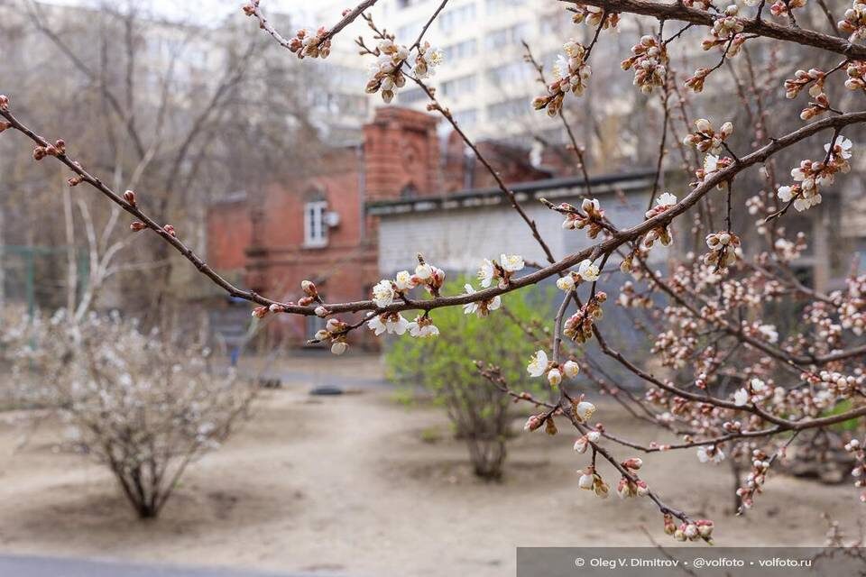    Фото: Олег Димитров / "Городские вести"