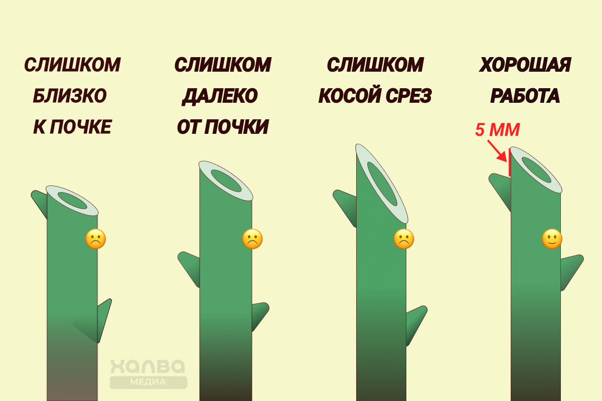 Срезайте аккуратно, чтобы не повредить побеги и почки📷
