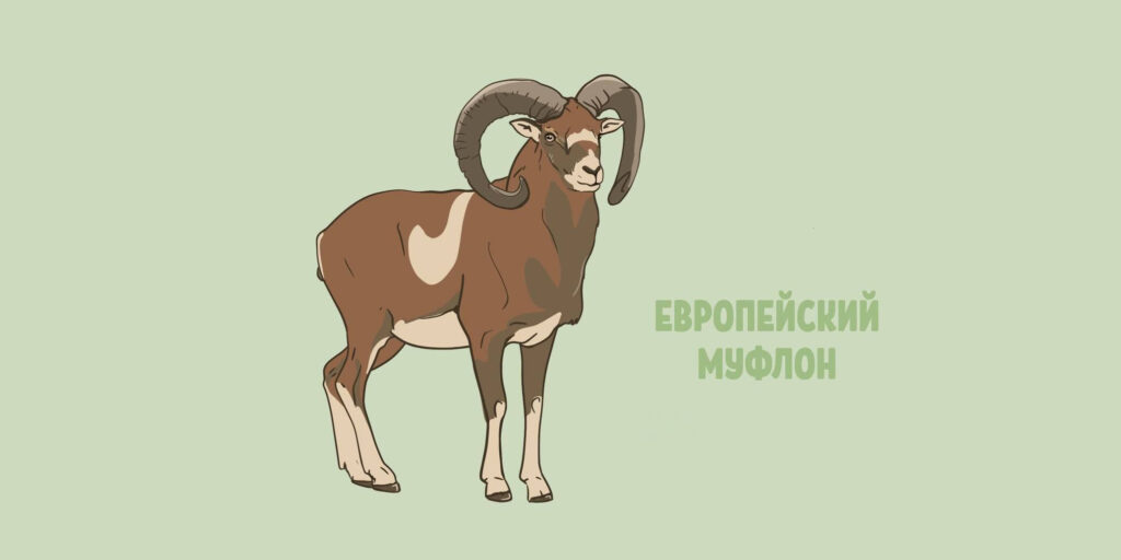 Европейский муфлон (лат. Ovis gmelini musimon)