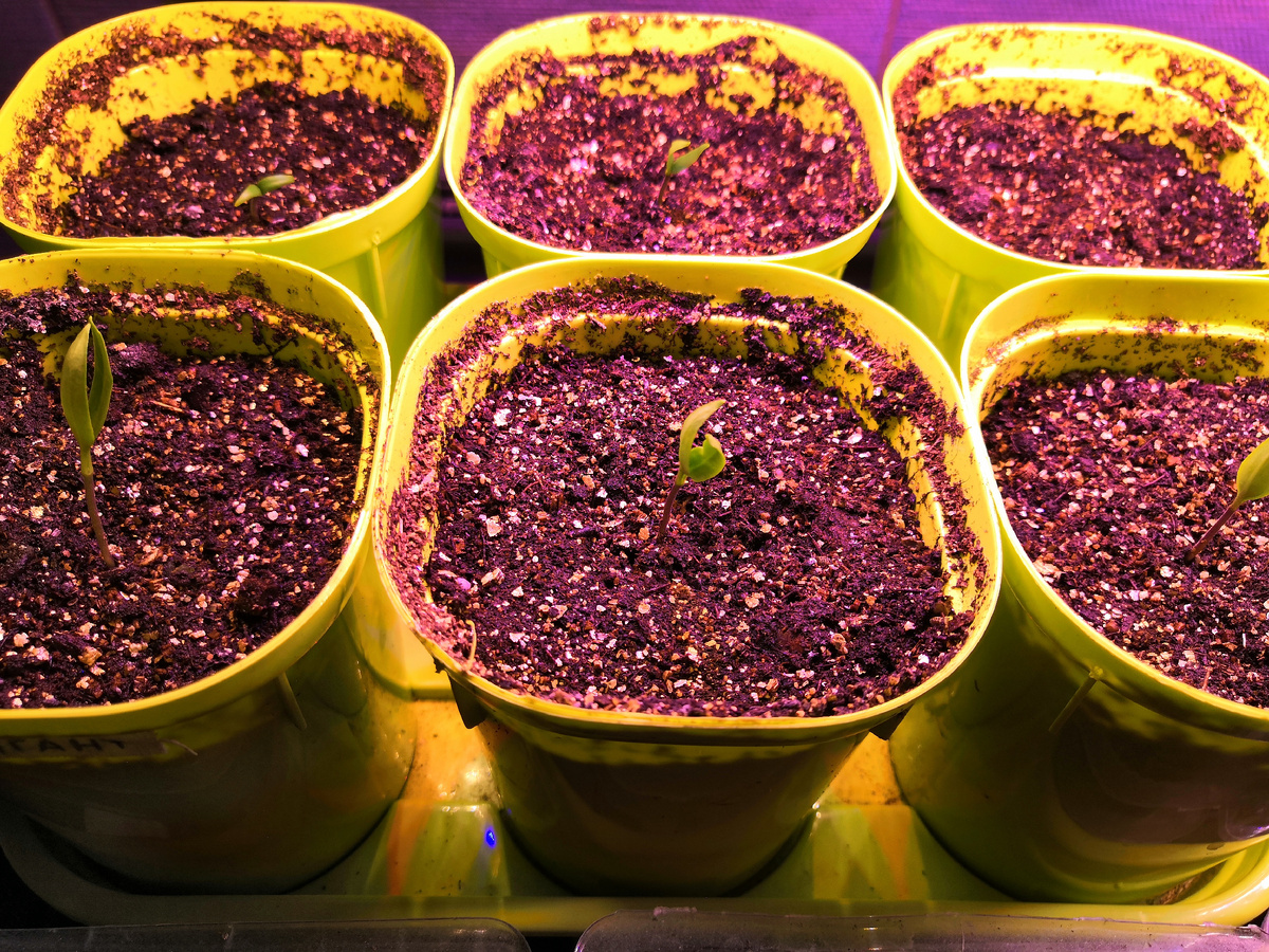 Всходы перца болгарского Гигант Аконкагуа