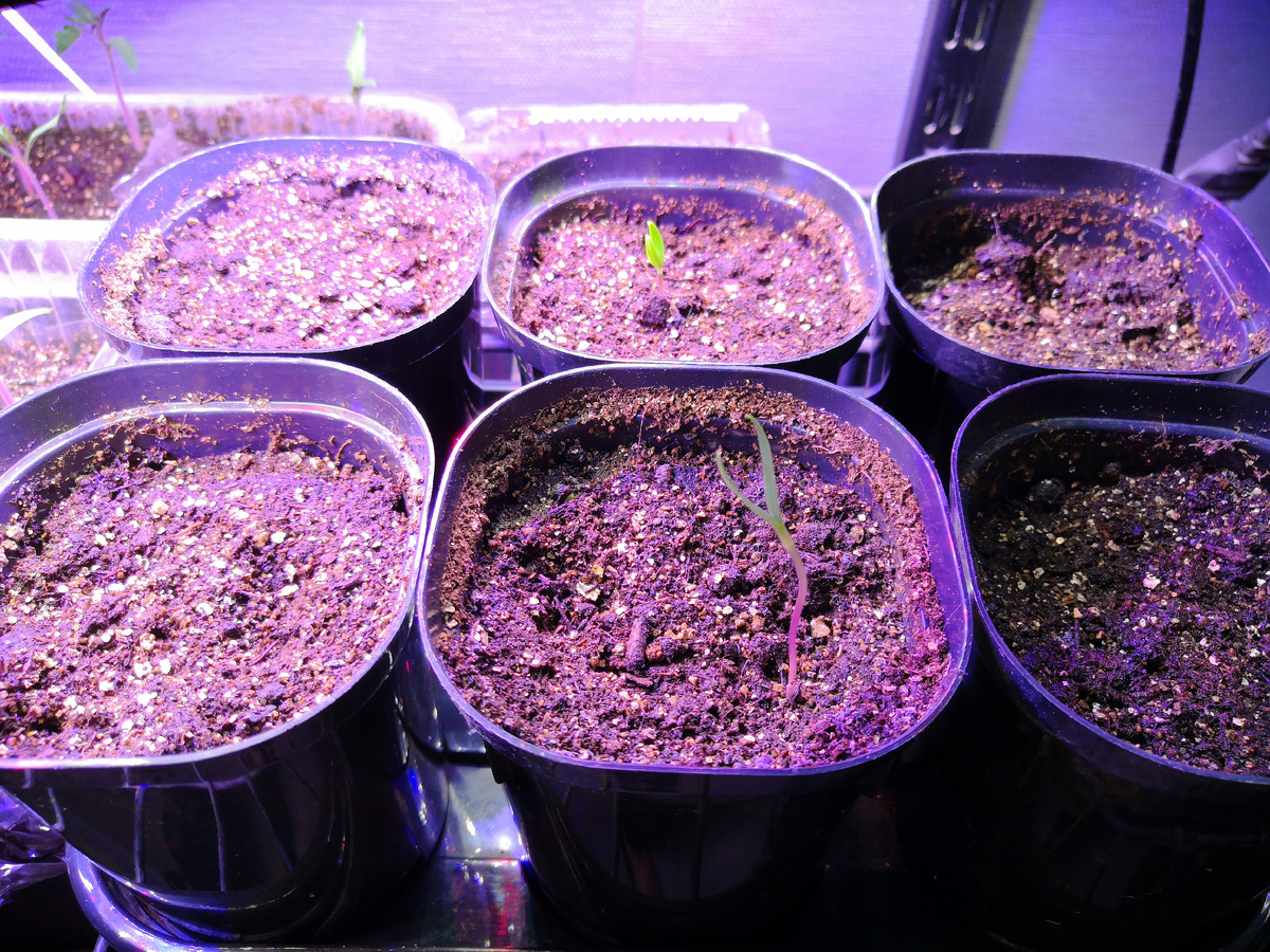 Всходы перца болгарского сорта Мистик