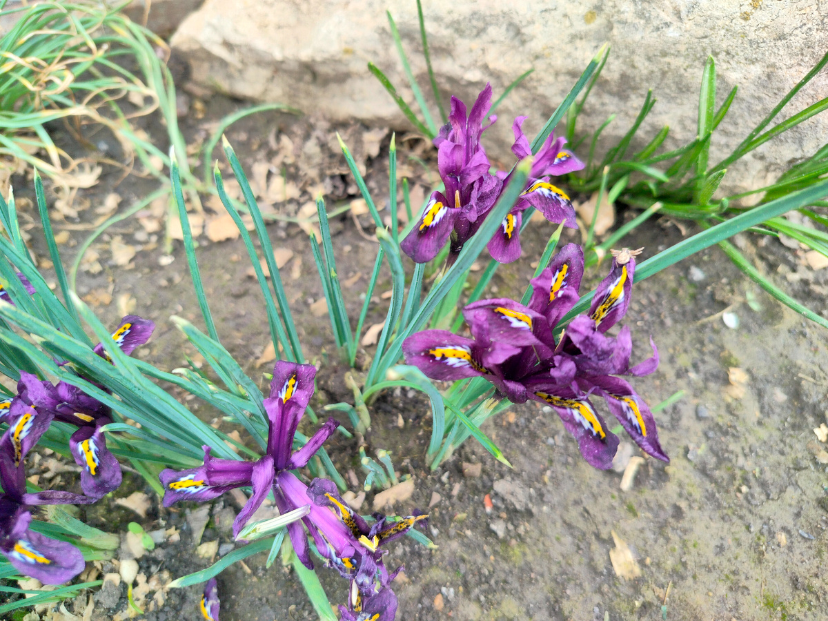 Цветут иридодиктумы 