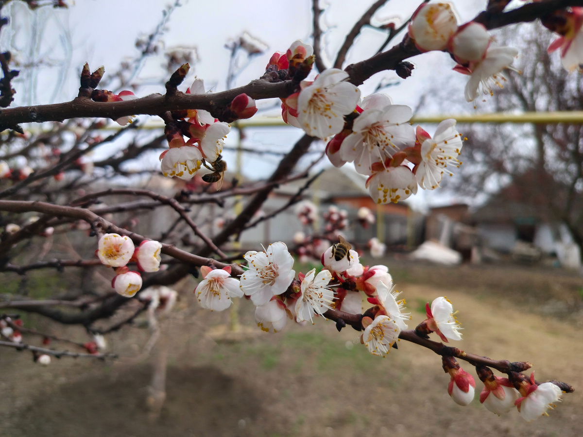 Цветёт Жердела 