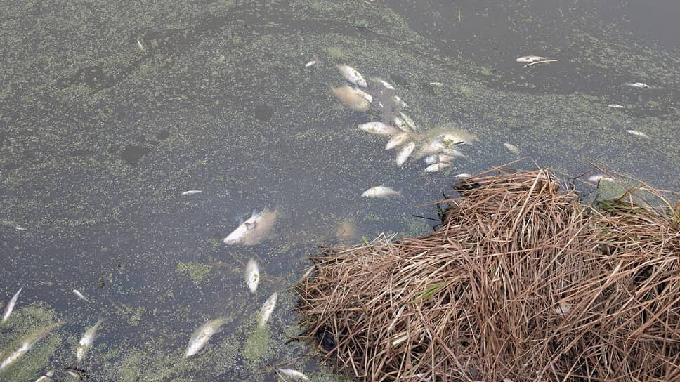 Водоем под Нижним Тагилом после массовой гибели рыбы.📷Фото: Пресс-служба Свердловской прокуратуры