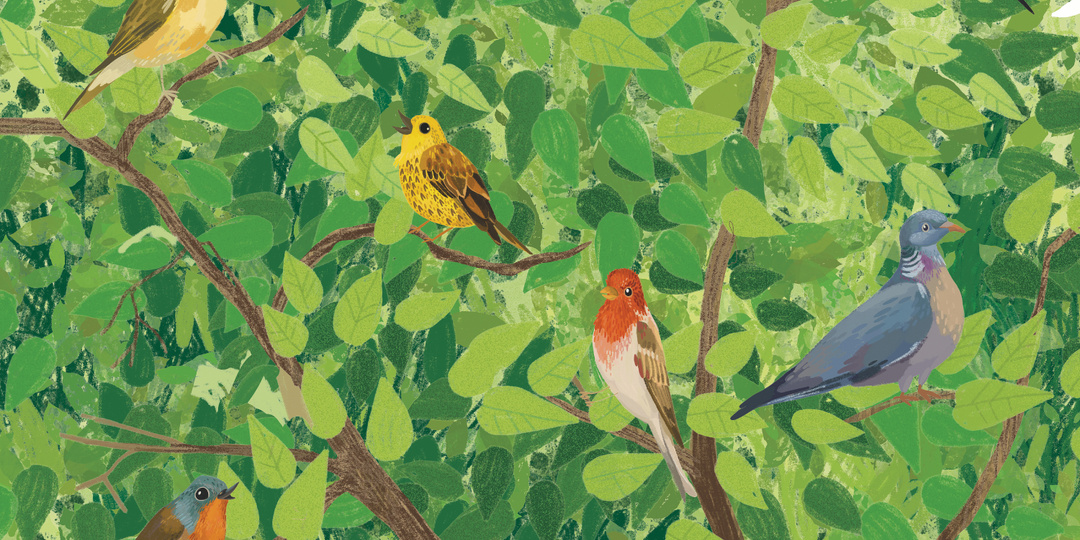 «Витю видел?» или Как узнать птицу по песне?